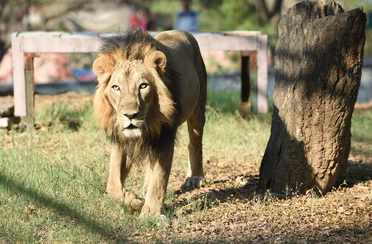Asiatic lion 'Amber' walking in his open enclosure at Kamla Nehru Zoological Garden in Ahmedabad.