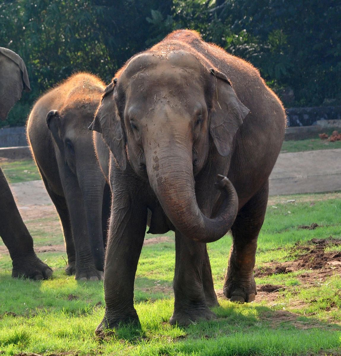 Wild elephant