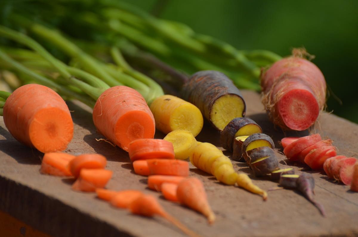 Carrot varieties