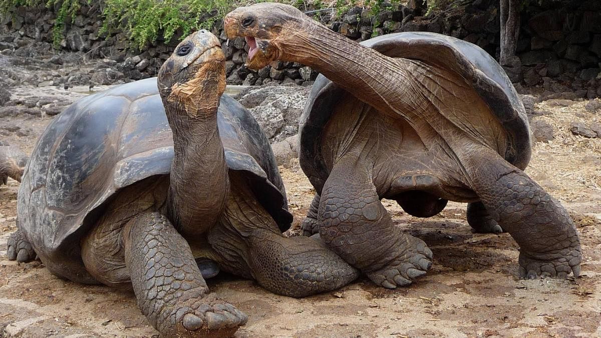 Aldabra Giant Tortoises. DH photo