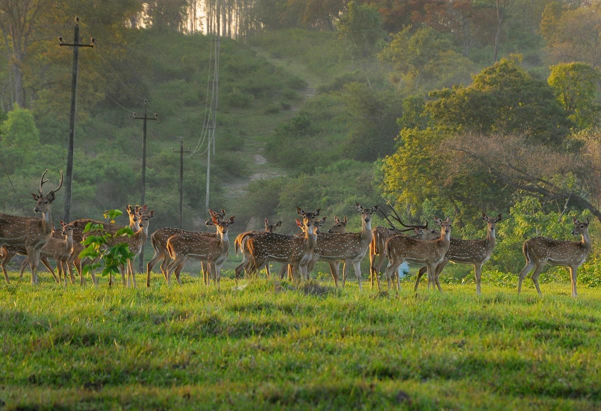 Deer at Bandipur National Park.