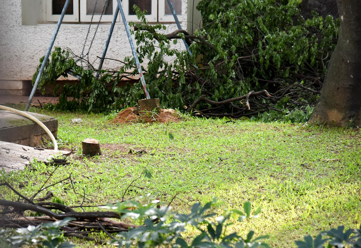 Two sandalwood trees were stolen from 7 Ministers' bungalow. Photo/ B H Shivakumar