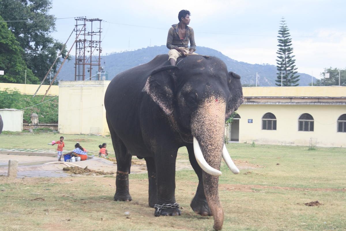 Dasara Elephant photos by Srikumar M Menon