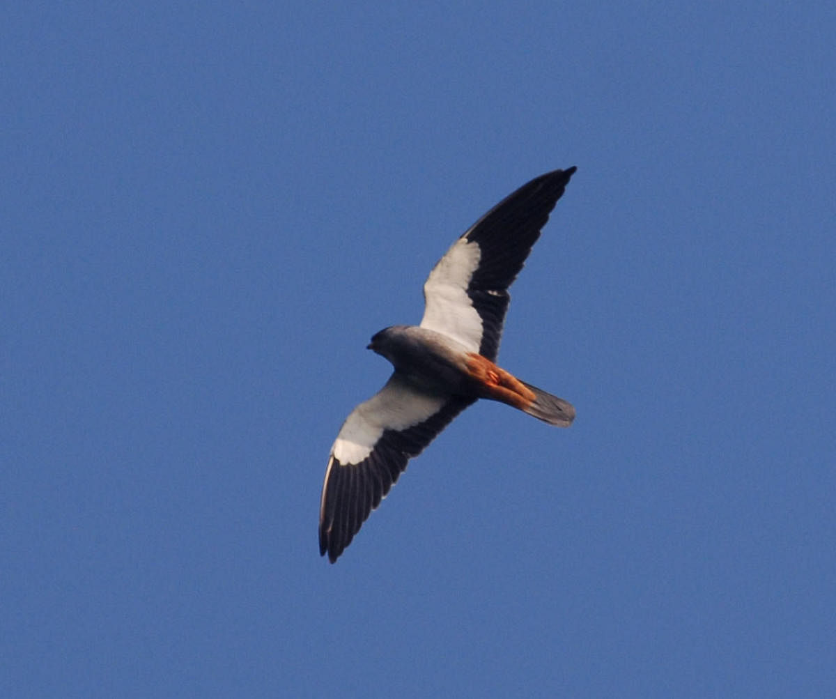 Amur falcons arrived in large numbers and roosting at Pangti village in Wokha district of Nagaland on 17th October 2014. Photo: Subhamoy Bhattacharjee/Willdlife Trust of India