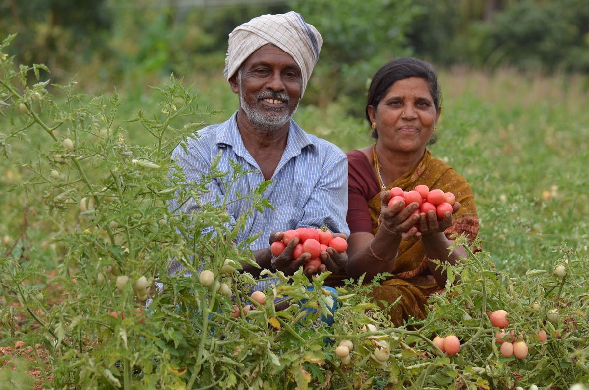 Arul Swamy couple with Kunkuma Kesari Tomato