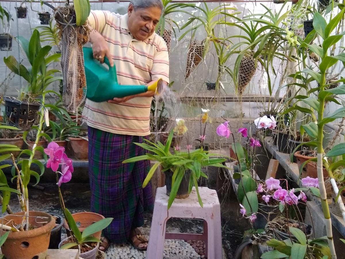 orchid expert: Biotechnologist Sadananda Hegde tending to orchid plants in his garden in Bengaluru; different types of orchids in his garden. photos by author