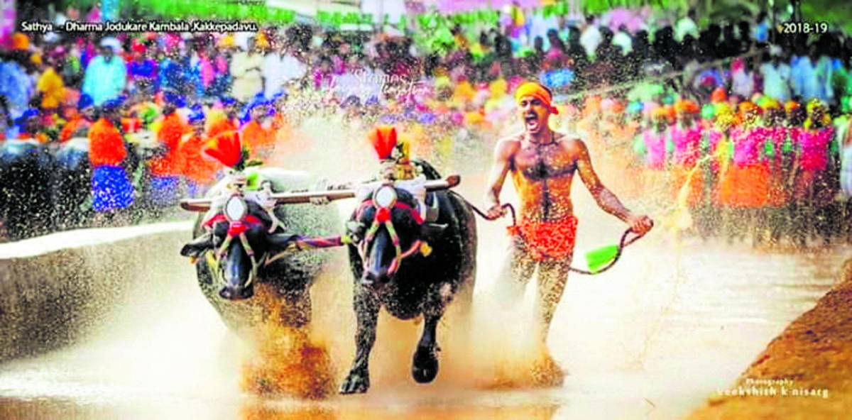 Kambala