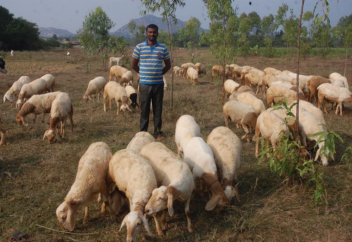 Flourishing Ravishankar taking care of his livestock in Madanahalli village of Kolar district; rows of greens. photos by author