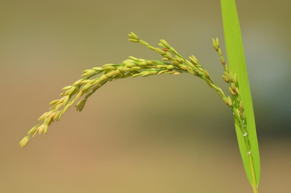 Traditional Paddy Blocks