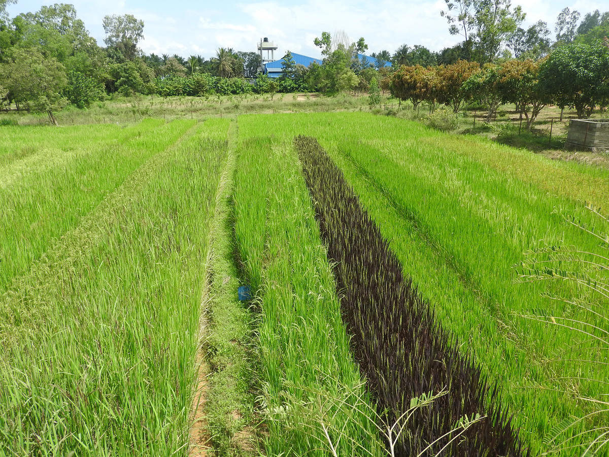 Lab to field: Blocks of heriloom paddy varieties at The Organic Farming Research Centre in Navile, Shivamogga district. photos by author