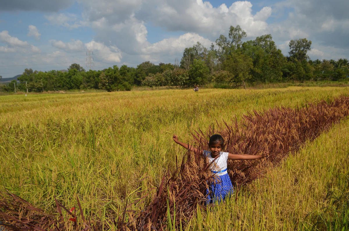 Traditional Paddy Blocks