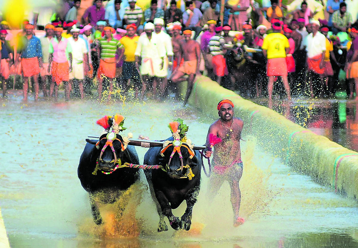 GJ Kambala