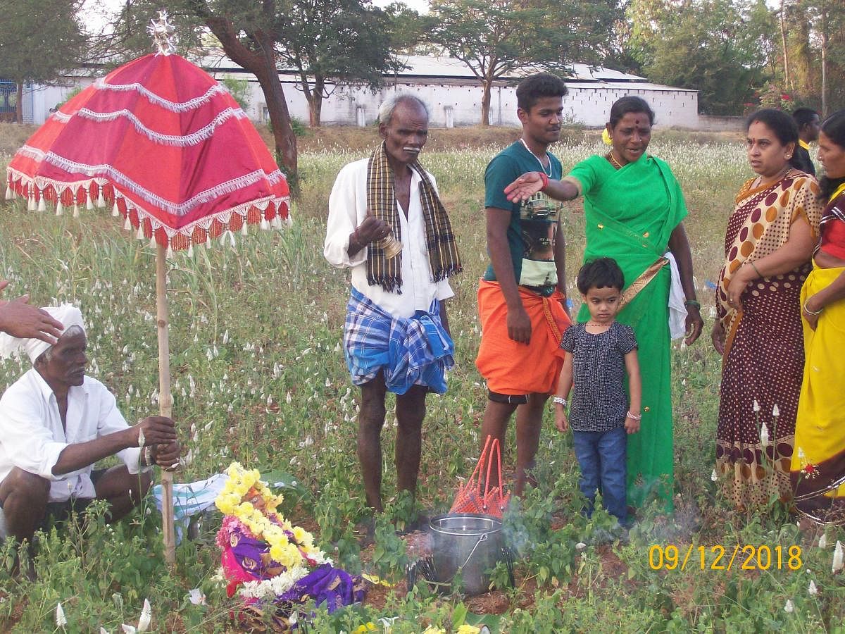 Villagers rest Konthi in Avare field on the last day. Photo by Author 
