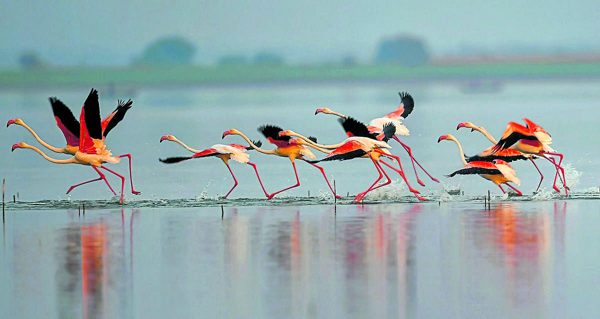 Flamingos at the Ghataprabha backwaters in Bagalkot district of Karnataka. (Photo for represenation only)