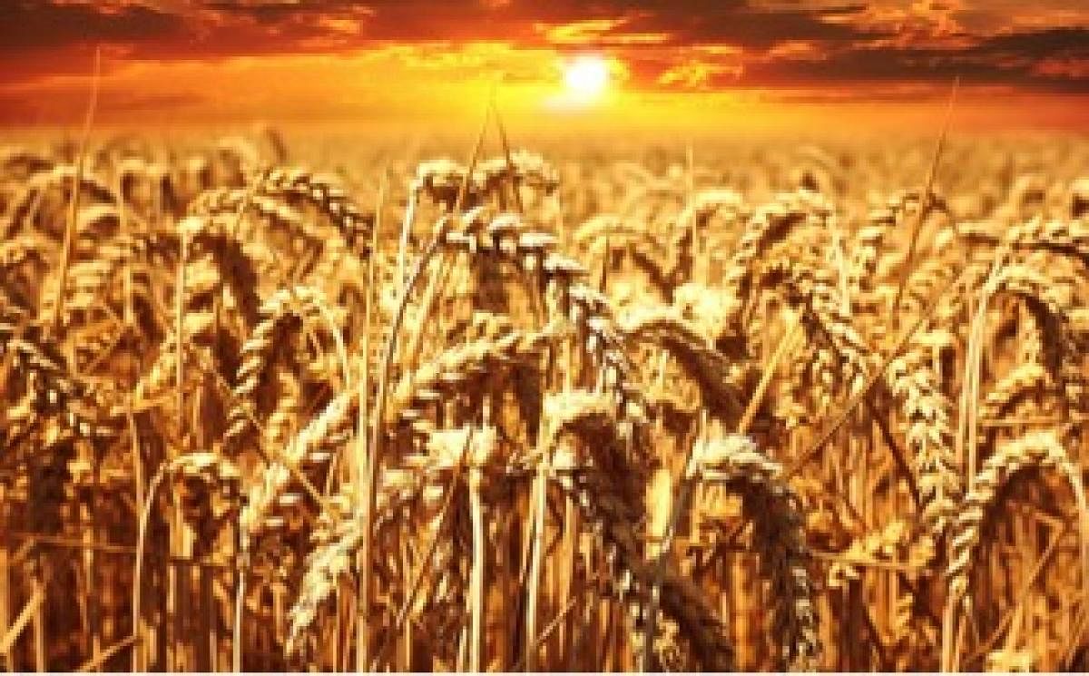 Cracking the wheat genome