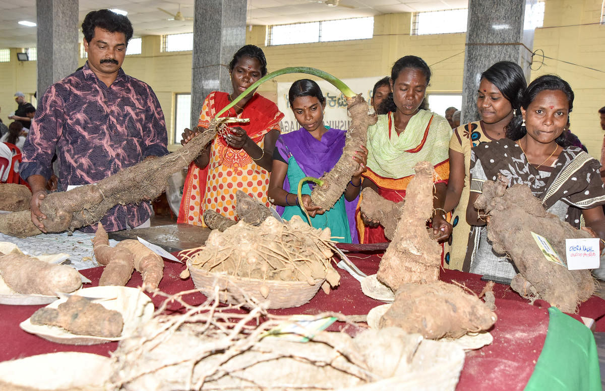 People looking the Roots and Tuber at the Two Day Roots and Tuber Mela, jointly organised by Sahaja Samrudhi and Department of Horticulture and University of Horticulture Sciences, Bagalkot, at Curzon Park in Mysuru on Saturday.- PHOTO / SAVITHA B R