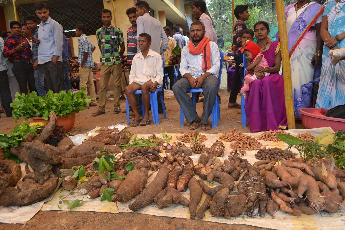 crop of the future: Tuber diversity on diplay at various melas in the state; forest-dependent communities in Karnataka cultivate and preserve a wide variety of tubers. photos by Savitha B R; G Krishna Prasad, Anandateertha pyati