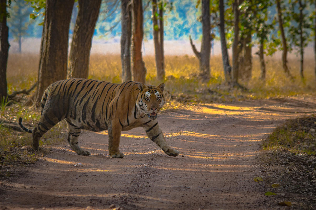 A tigress at crossroads in Kanha Tiger Reserve
