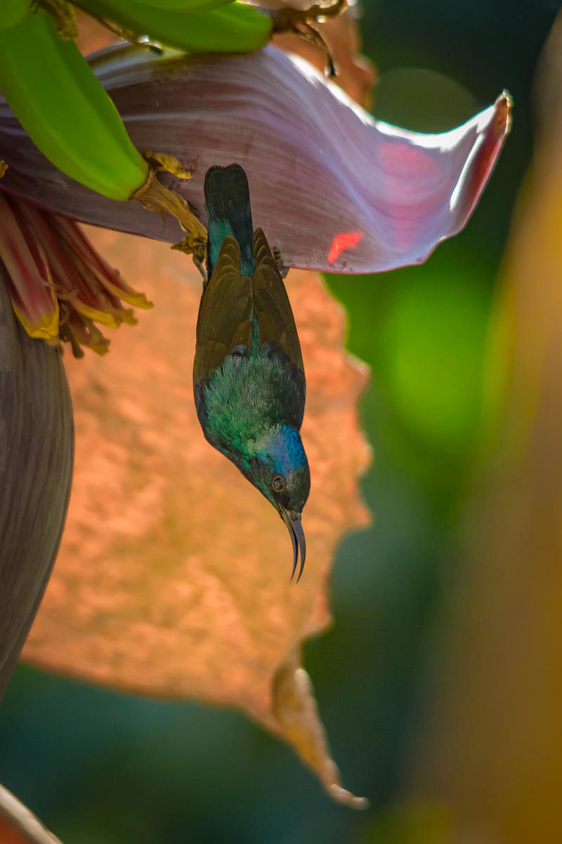 Purple sunbird