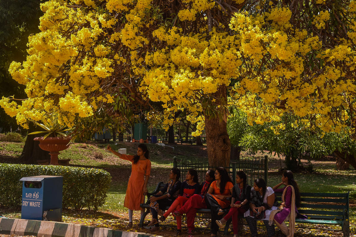Yellow tabebuia blooming at Lalbagh in Bengaluru. DHPhoto/S K Dinesh