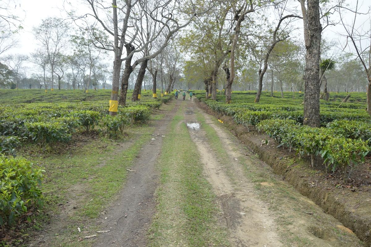 A view inside Halmira tea estate in eastern Assam's Golaghat district on February 7, 2019