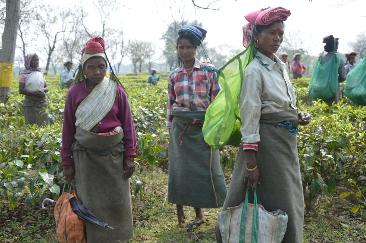 Tea garden worker in Halmira tea estate in Golaghat district in eastern Assam on February 7.