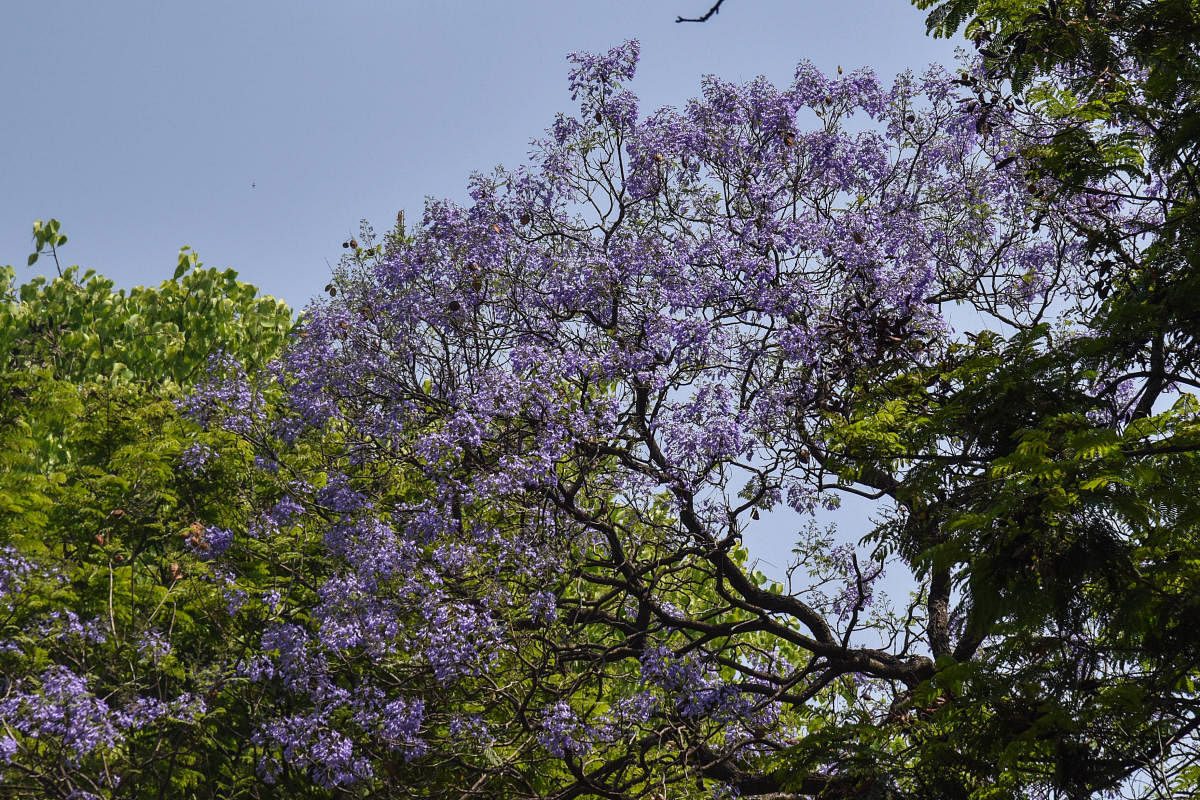 Purple flowers of purple jacaranda trees in Bengaluru. Photo by S K Dinesh