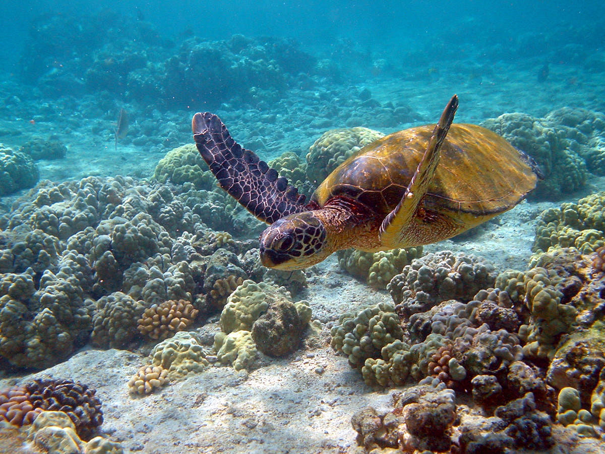 A green turtle. WIKIMEDIA COMMONS