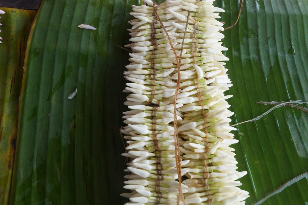 Mesmerising: (Clockwise) Shankarapura Mallige on a plantain leaf; a grower harvesting jasmine; growers tying jasmine flowers. Photos by AKShay rai