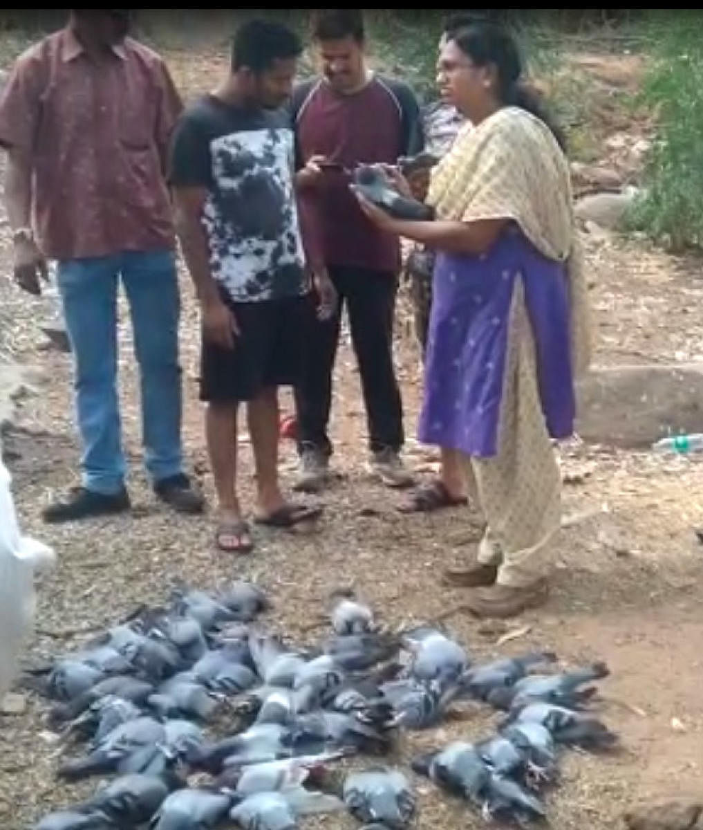 A video grab of the pigeons killed near the Bull Temple in Basavanagudi on Friday.