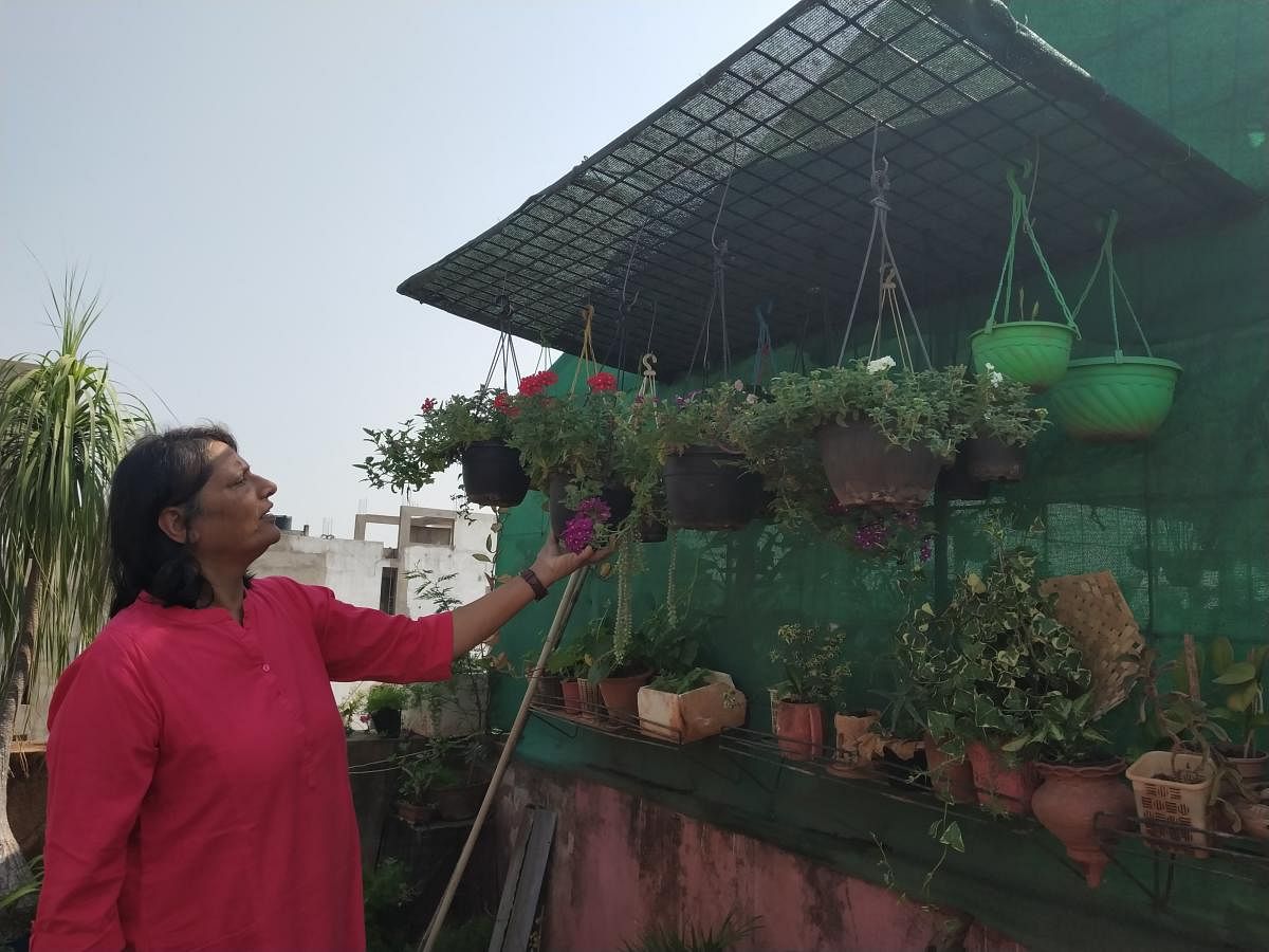 In full bloom: Lalan Prabhu at her terrace garden, in Belagavi, which not only has flowers of all imaginable colours but also has drumstick, eggplant, spinach, beans, tomatoes and potatoes among others. Photos by author