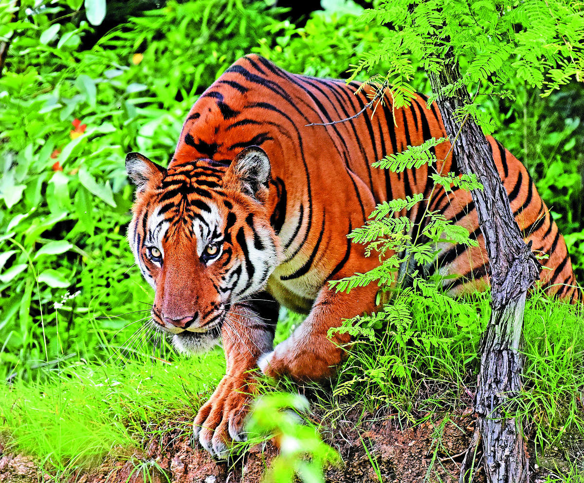 A male tiger which came from the Cauvery Wildlife Sanctuary in search of a female tiger for mating, was sighted at Bannerghatta National Park in Bengaluru. 