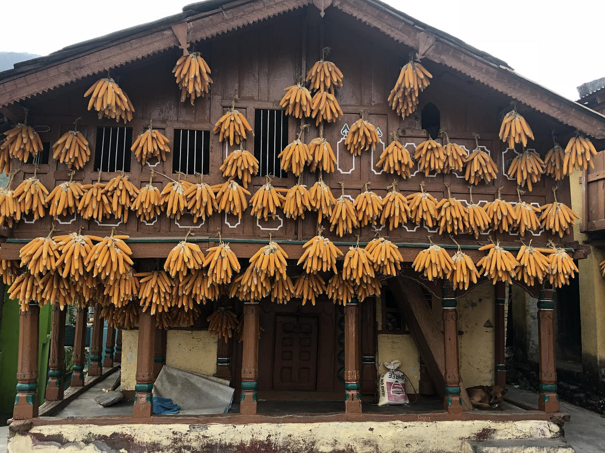 Corn, the staple, becomes ‘toran’ at many houses in Sainji village.Photos by author