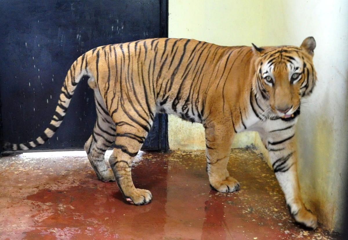 Tiger Sindhu gifted by Mysore zoo.