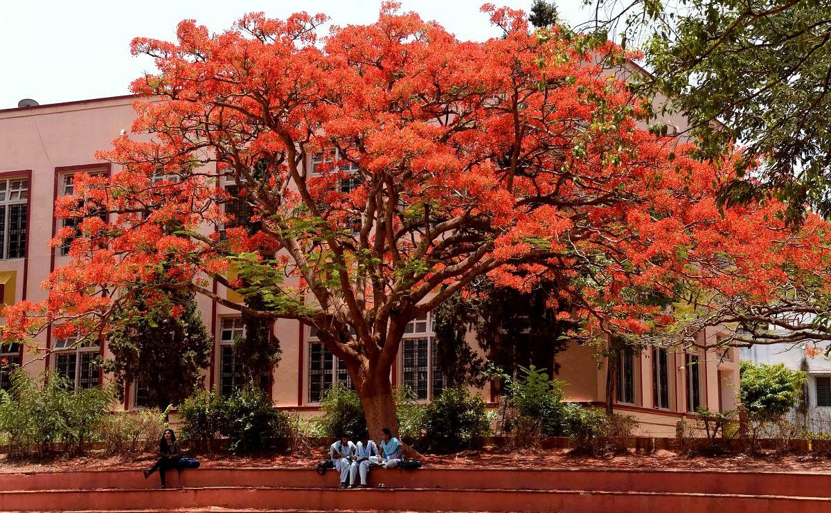 A Gulmohar tree in full blossom at the Karnatak College campus in Dharwad, giving an enchanting look to the campus. DH Photo by B M Kedarnath. (DH Photo by B M Kedarnath)