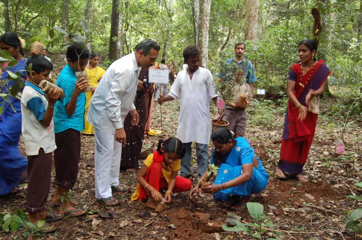 Replenishing A team of villagers and students engaged in sapling activity in the sacred grove of Hosagunda village in Shivamogga district. photos by author