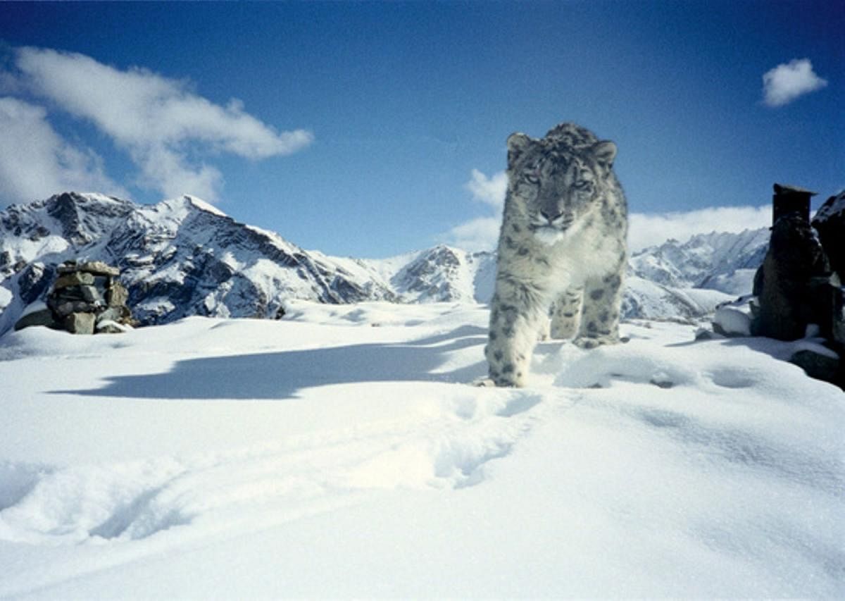 on the prowl: A snow leopard spotted in Hemis National Park. wikimedia commons