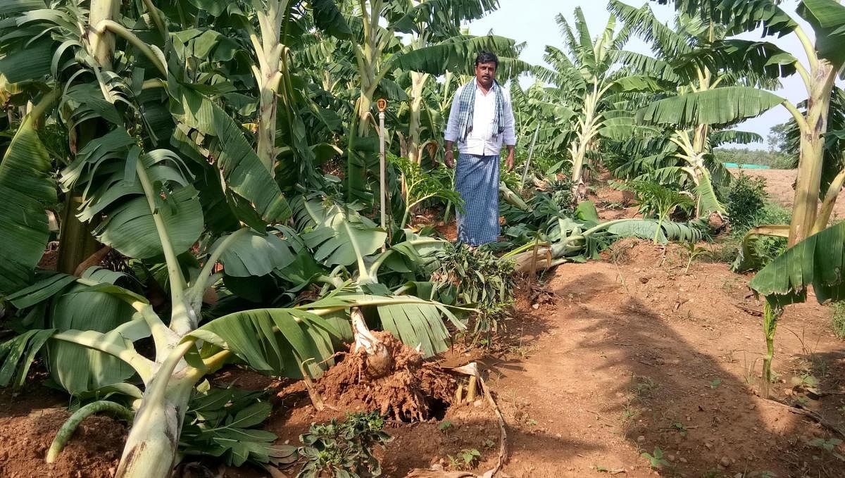 Gusty winds have ravaged a  banana plantation in Hamapapura village of Chamarajanagar district.
