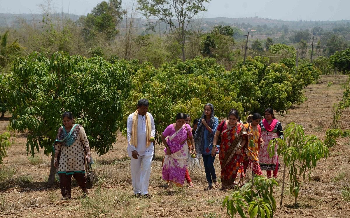 The mango-picking tour was an annual event during the pre-Covid times attracting people of all ages. DH file photo 