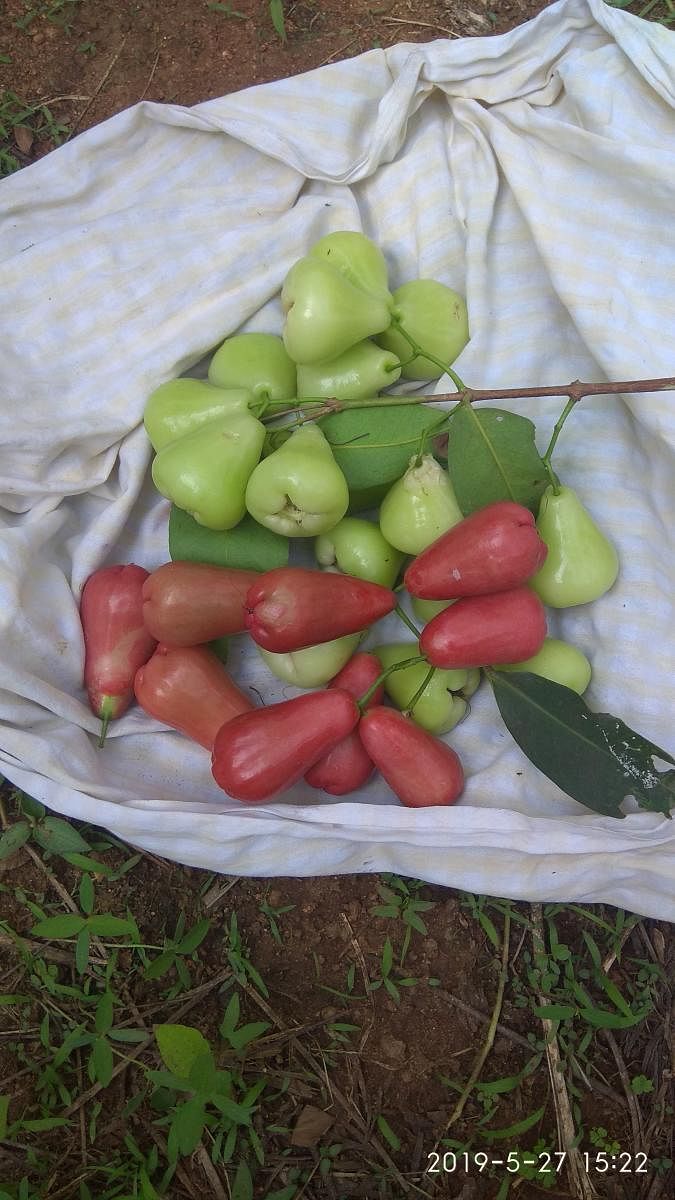 Fruits in the farm