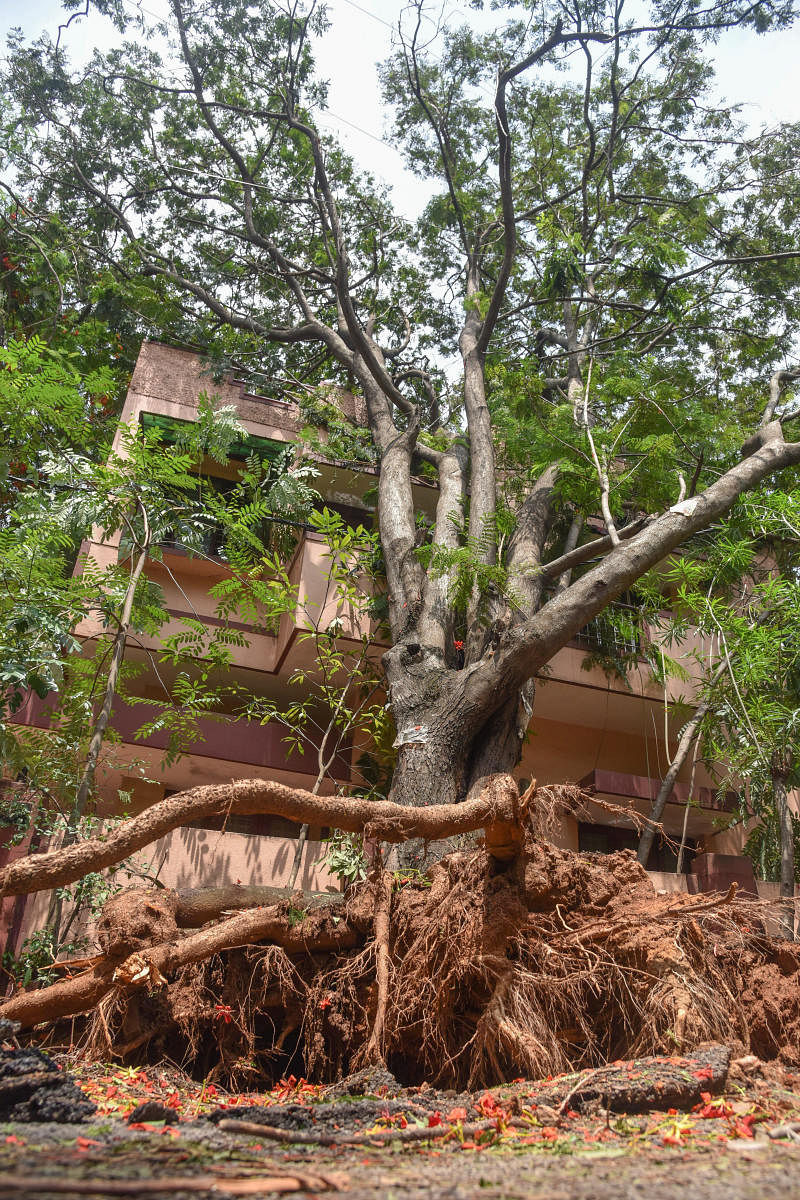 A tree uprooted and fell down on the house during wind and rain Thursday night, near open auditorium, Ideal Homes, Rajarajeshwari Nagar in Bengaluru on Friday. Photo by S K Dinesh