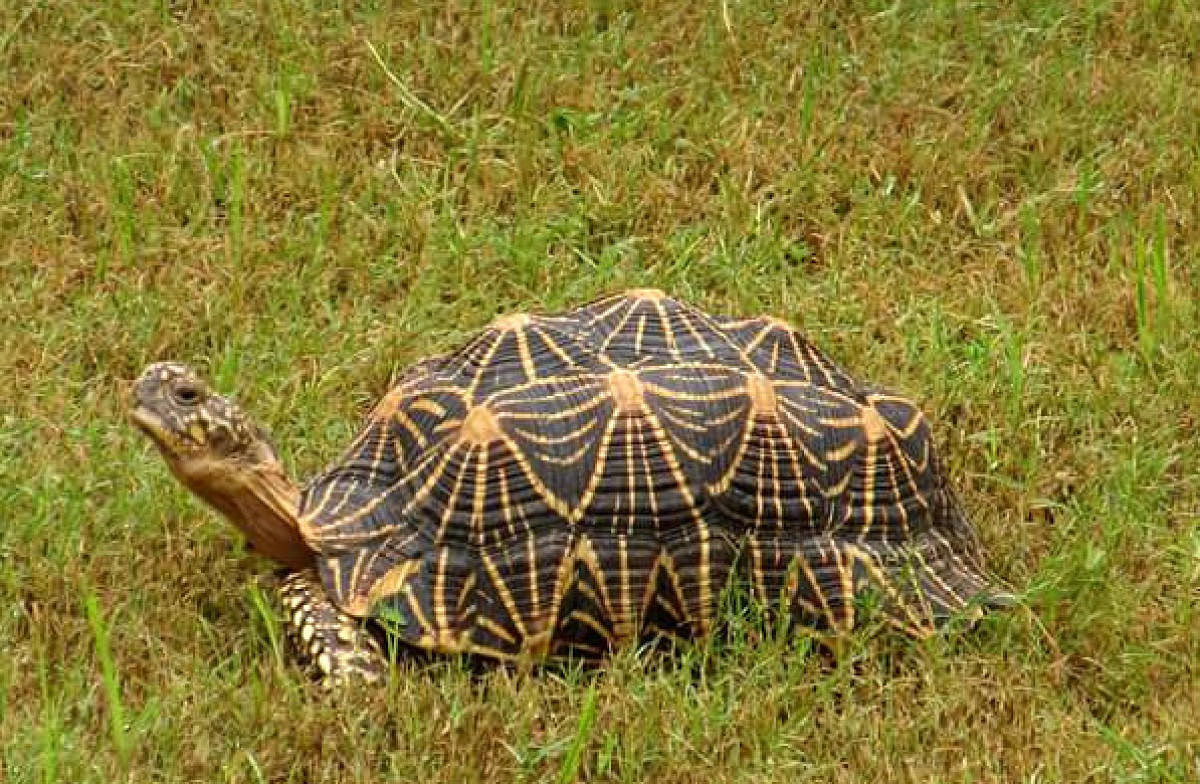 Indian Star Tortoise (Geochelone elegans). Sneha Dharwadkar