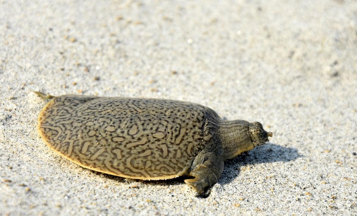 Hatchling of Indian Narrow-headed Softshell Turtle (Chitra indica). Anuja Mital