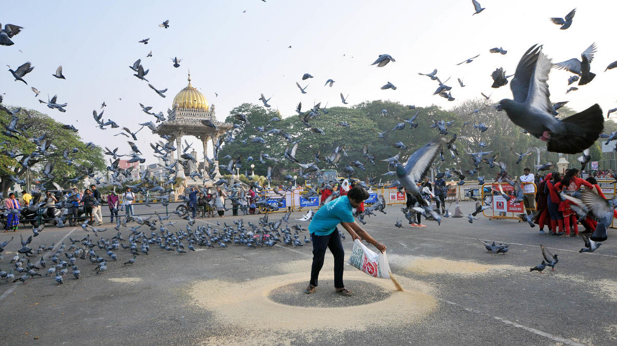 Pigeons in front of the Mysuru palace. DH Photo by Savitha B R