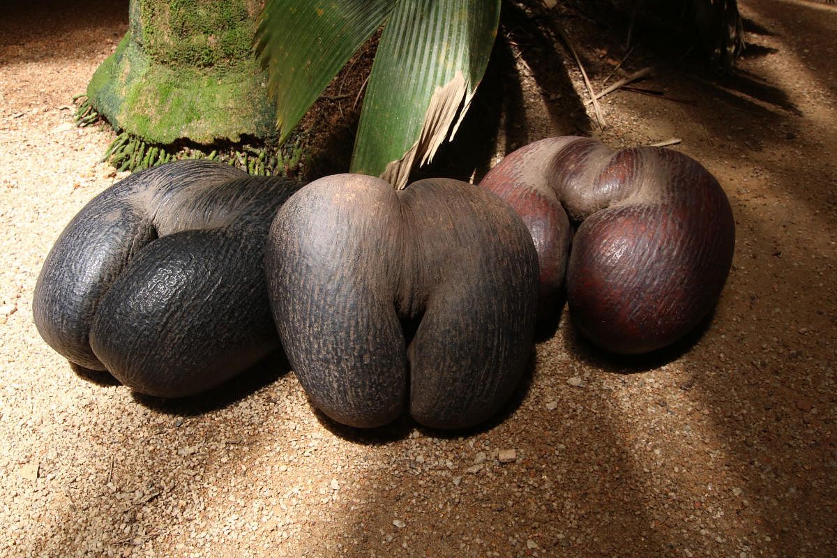 Coco de mer is a double coconut and is endemic to the islands of Praslin in Seychelles