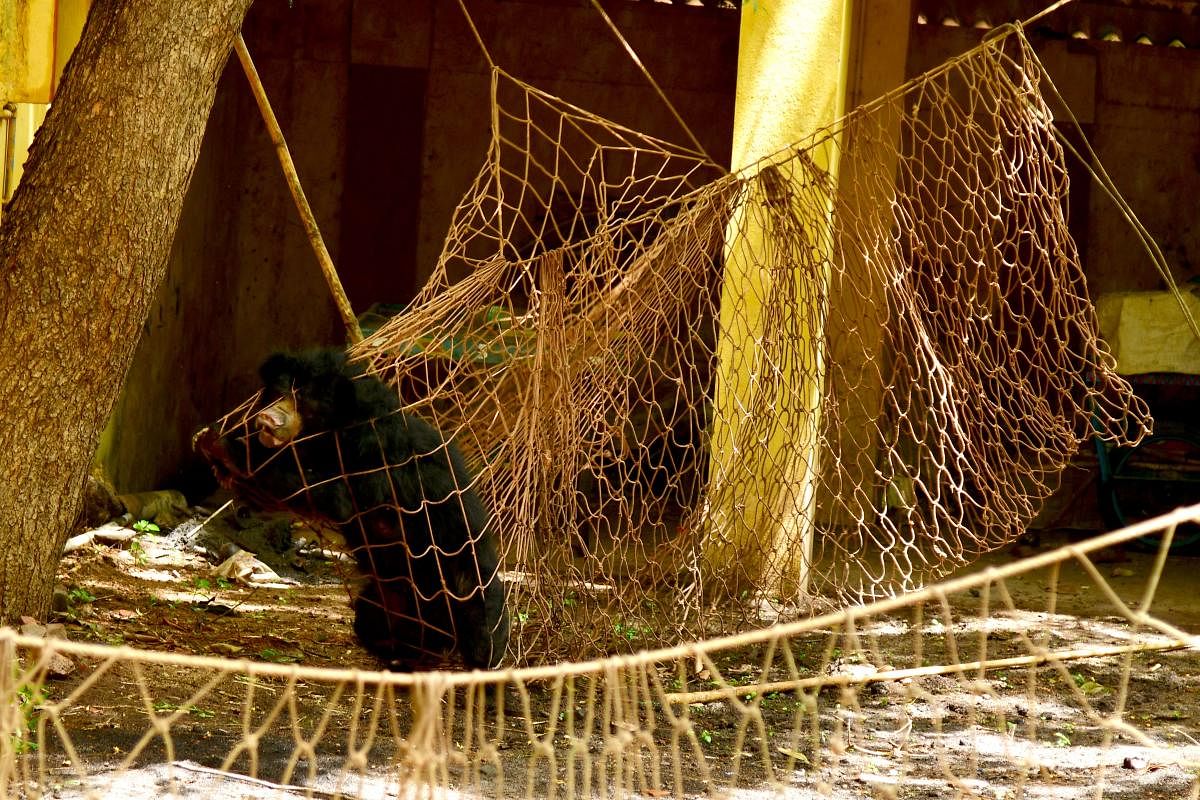 A bear that strayed into Koppal city was trapped by forest officials in four-hour-long operation. DH PHOTOS