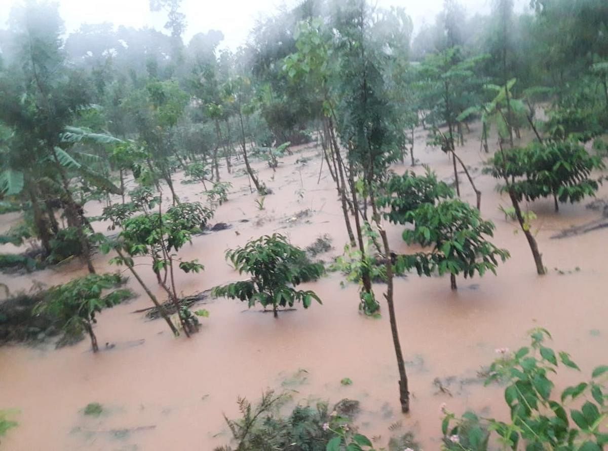 An inundated coffee estate near Moolarahalli village in Mudigere taluk of Chikkamagaluru district as heavy rain lashed the region on Friday. DH Photo