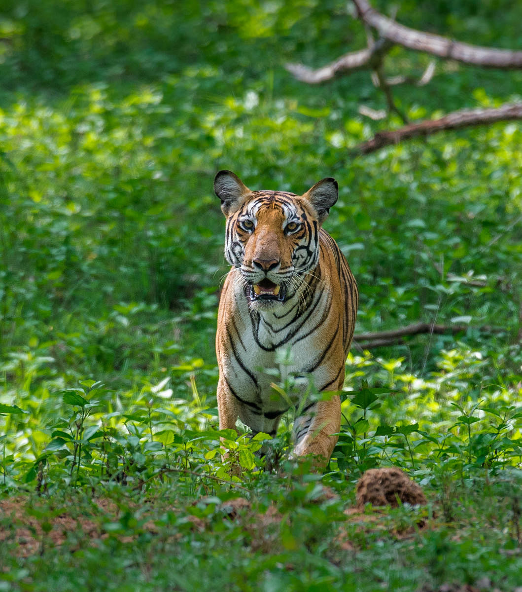 Tiger Portrait. Photo Credit Pruthvi B