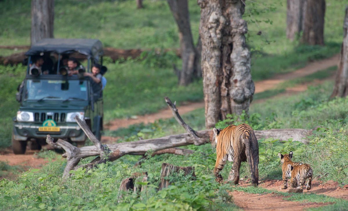 Tiger Tourism. Photo Credit Pruthvi B
