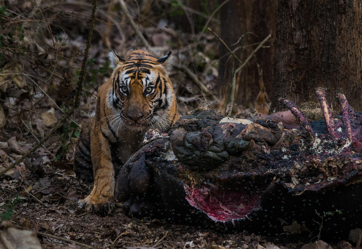 Tiger with kill. Photo Credit Pruthvi B